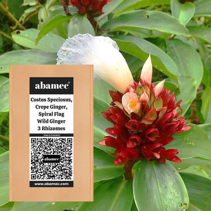 Abamec Costus Speciosus Ginger Seed
