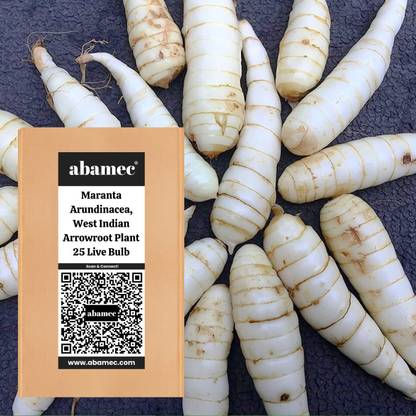 Abamec Maranta Arundinacea Arrowroot Seed