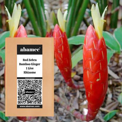 Abamec Zebra Bamboo Ginger Seed