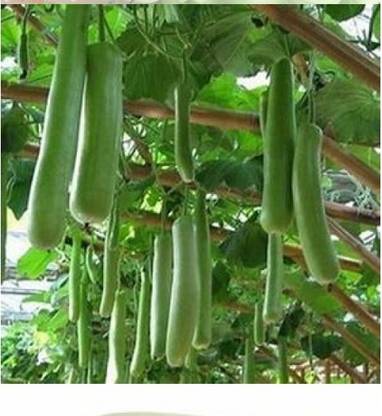 Daliya Churakka seed Seed