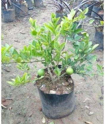 My Dream Nursery Lemon Plant