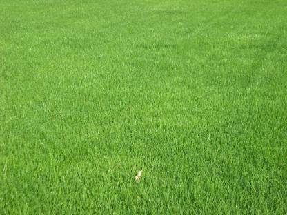 NatureForest Lawn Grass Dark Green Soft Runner Grass Seeds 10 g Per Packet Seed