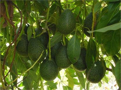 Click Tree Hub Avocado Plant
