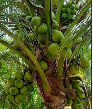 SeedStore East Coast Tall Coconut Dwarf D&T Seed