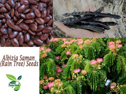EasySeeds Rain Tree, Samanea Saman, Albizia Saman,Pink Siris,Acacia preta, French tamarind Seed