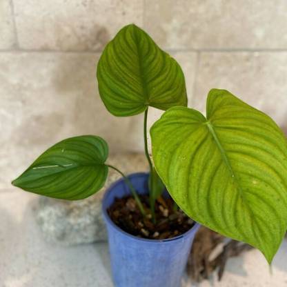 EliteGreen Philodendron Plant
