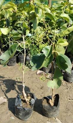 JR GLOBLE Jamun Plant