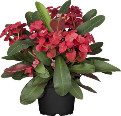 Cloud Farm Euphorbia Plant
