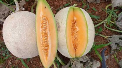rightseed Rs-810.Kesari Seed