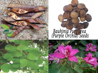 EasySeeds Kachnar, Bahunia Purpurea, Purple Orchid Tree,Pink Orchid Tree, Mountain Ebony Seed