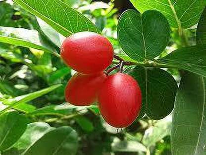 My Dream Nurser Cherry Fruit Plant