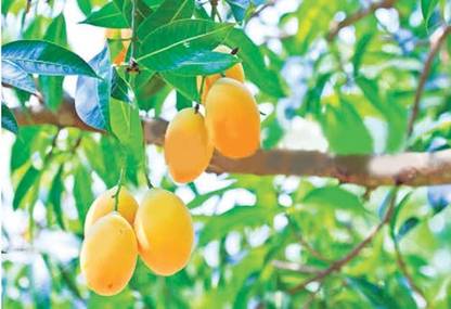 Chausa Grafted Mango Plant