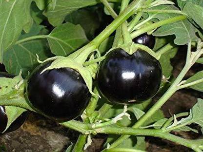 VibeX VXI-36 - Black (ROUND) Brinjal Vegetable -Hybrid - (450 Seeds) Seed