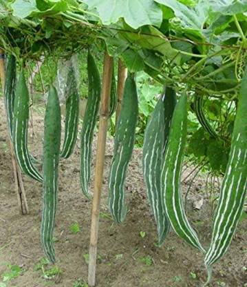 Mowaz Snake gourd Seed