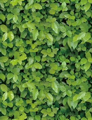 RosaStella 304.8 cm Green Leaves Waterproof Wallpaper Modern Decor Wall (304.8 x 45.72 cm) Self Adhesive Sticker