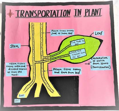 the craft gurus Unique explanatory model of plant transportation system - For school project