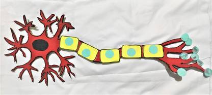 the craft gurus Unique model of neuron with labellers, Regular Size, - For School Project