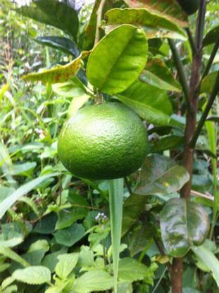 EliteGreen Sweet Lemon Plant