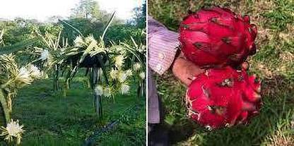 Rani Eanterprise Dragon Tree