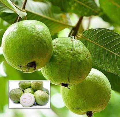 GUAVA Guava Plant