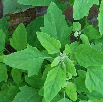 ROSEMERC Bathua leaf/Chakravarthy aku /chenopodium ( 100 per packet ) Seed
