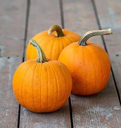 DEVAMA THE DIVINE pumpkin, kaddu, chapan kaddu, Kohda Seed, Gummadikaya Seeds Seed