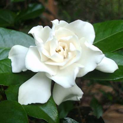 MondalNursery Jasmine Plant