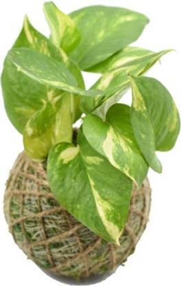 Ultima Search Kokedama