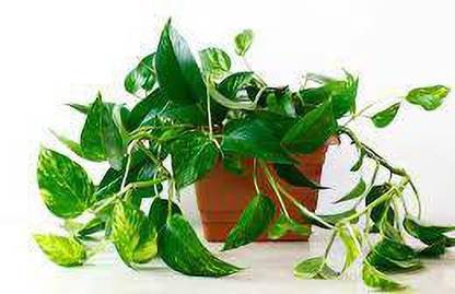 AP MONEY PLANT Money Plant