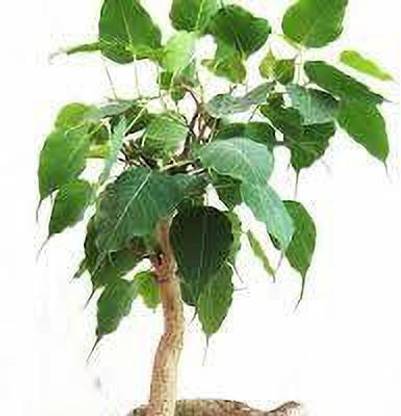 MHIMI Japanese Maple Tree Bonsai Plant