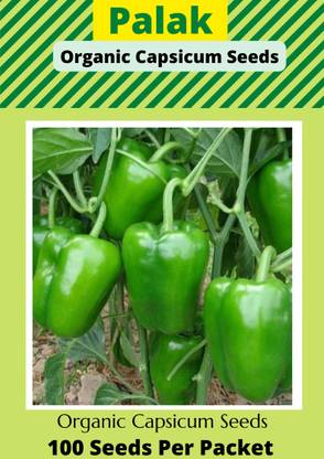 Palak capsicum Capsicum, Shimla mirch, Capsicum seeds, Chilli, Sweet pepper, Mirch Seed