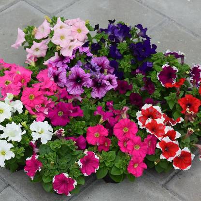Lorvox Shock Wave Deep Purple Wave Petunia Seed