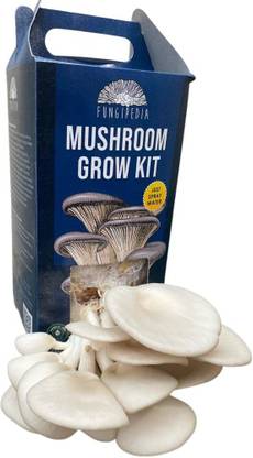 FungiPedia Mushroom Growing Kit Seed