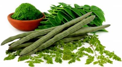 RecronSeed Moringa Drumsticks Vegetable Seed