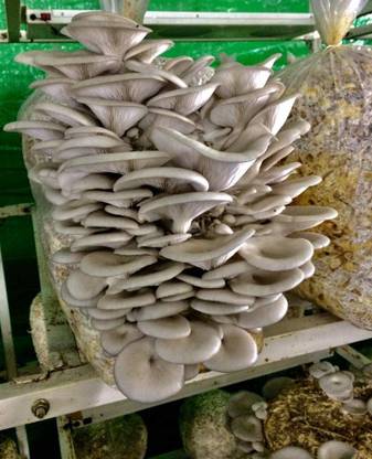 FungiPedia Mashroom Sheed Seed