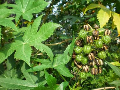 Faabiie FAABIIE Castor Ricinus Communis Castor oil Plant, Arandi Seeds, Pack of 100+ Seed