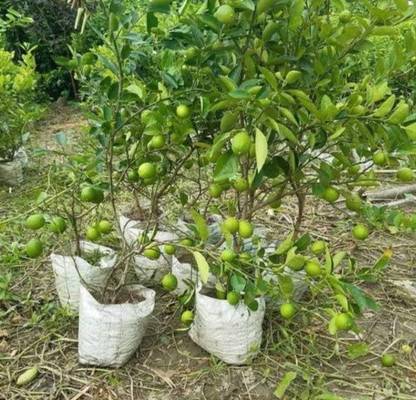 Nimbu Lemon Plant