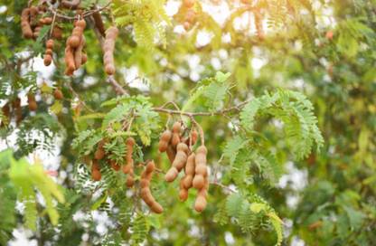 tatul Tamarind Plant