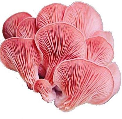 FungiPedia Mashroom seed Seed