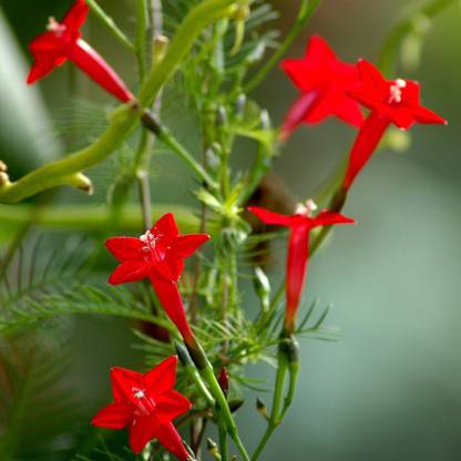 LIVOX Cypress Vine Flower Seed
