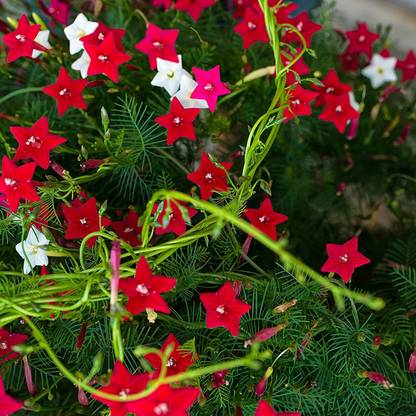 LIVOX Cypress Vine Flower Seed