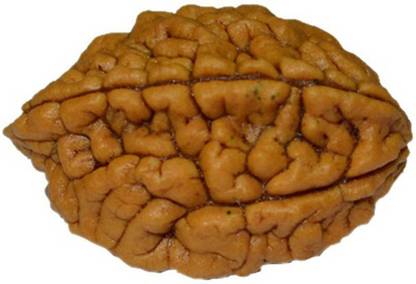 न्यूमेरोस्ट्रो 2 Mukhi Rudraksha लकड़ी