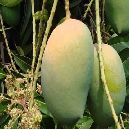 Keshar Grafted Mango Plant