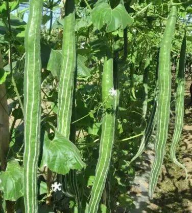 MAA Snake Gourd, Chichinda Seed