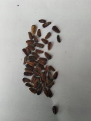 Herbo Bhringraj seeds Seed
