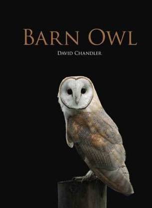 Barn Owl