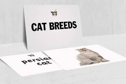 brainybeez Cat Breed Flashcards