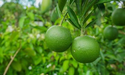 All time musumbi Lemon Plant