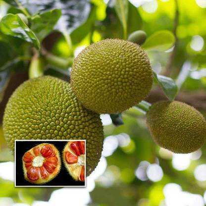 R plant group Jack Fruit Plant