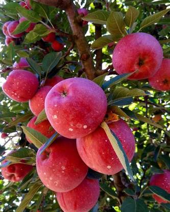 greenhousestore Apple Plant